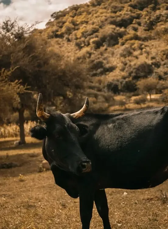 A black bull standing in a grass field