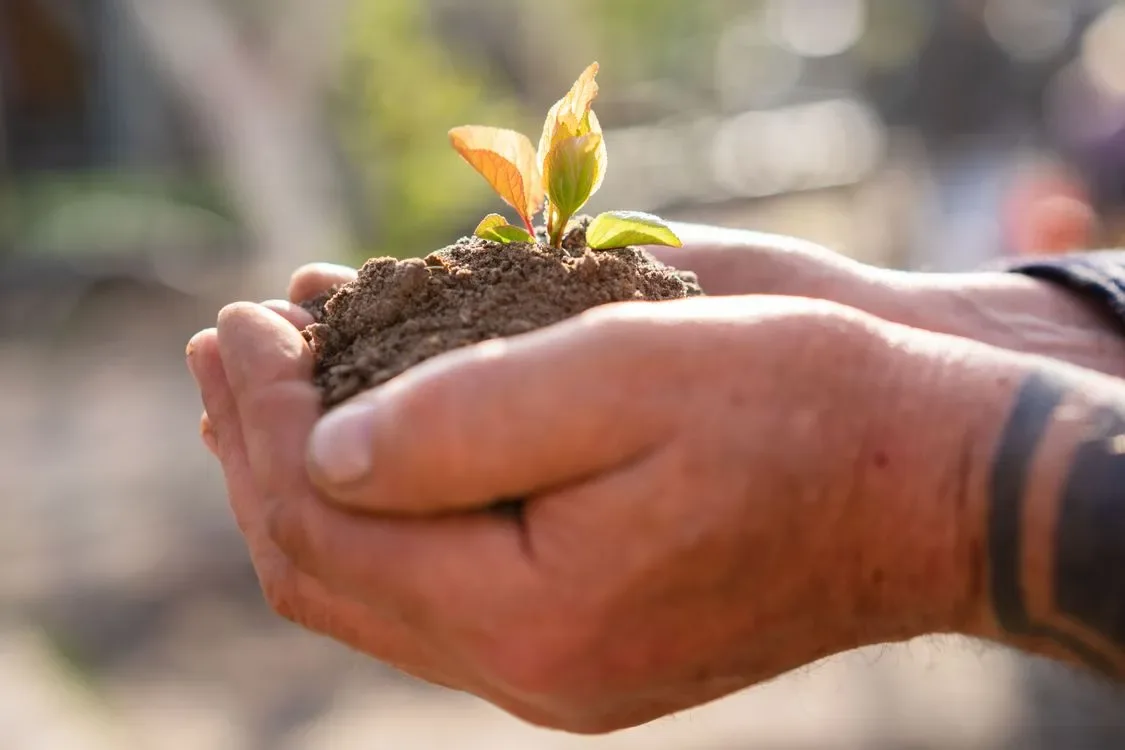 Hands holding a small seedling in soil