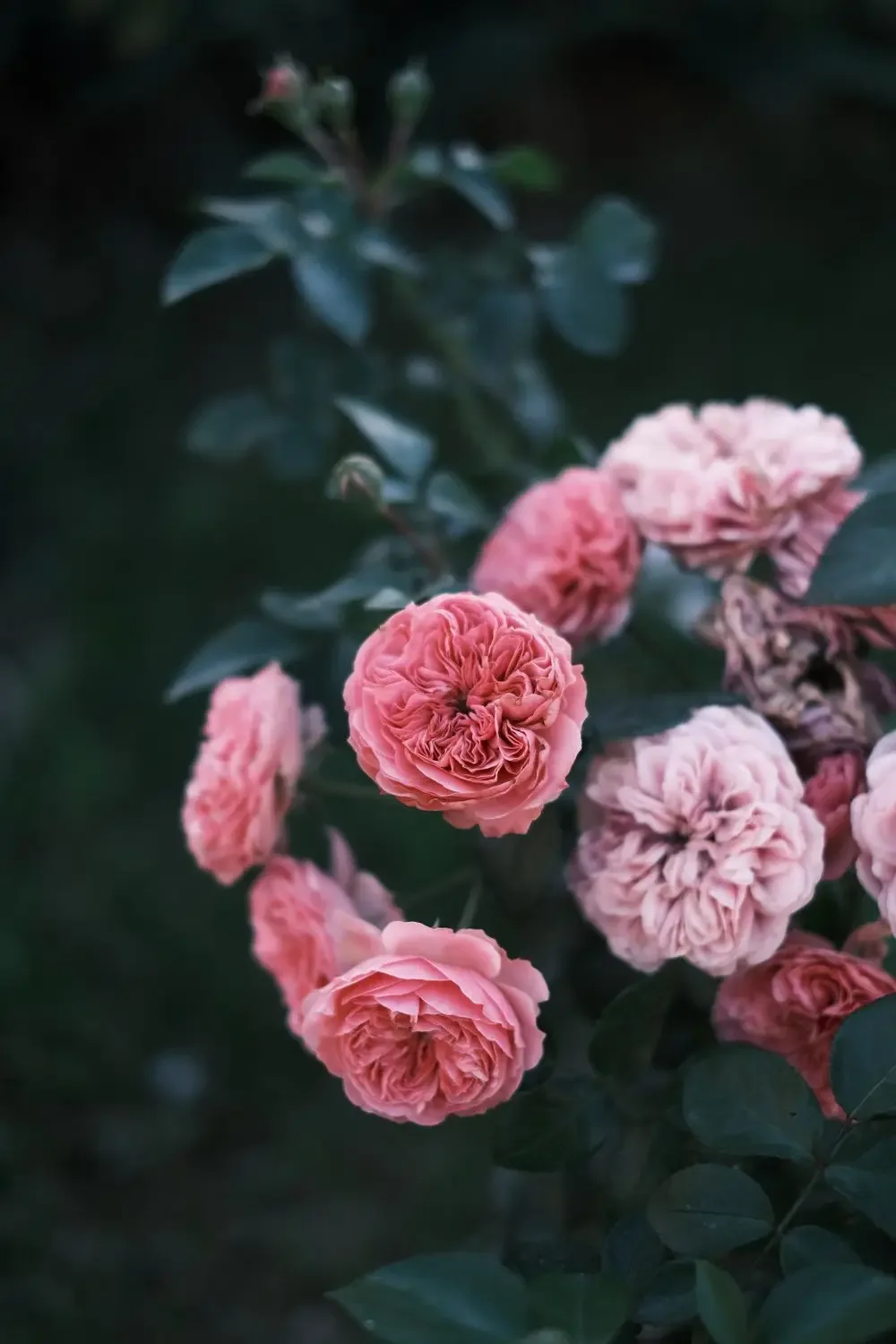 Pink garden roses in bloom, a Venus image