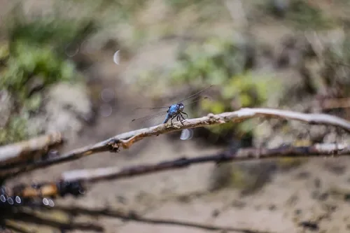 A blue darner dragonfly seen up close