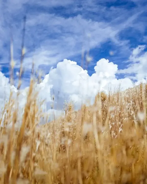 Virgo Zodiac Dates: August 23 to September 22 and the Edge Days