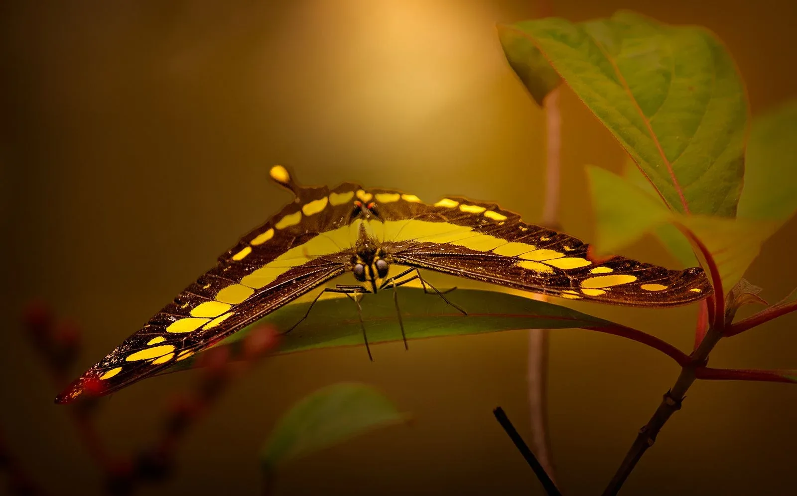 A yellow-patterned butterfly resting on a green leaf in warm light