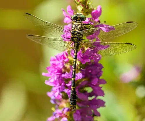 A dragonfly resting on a flower in bright daylight