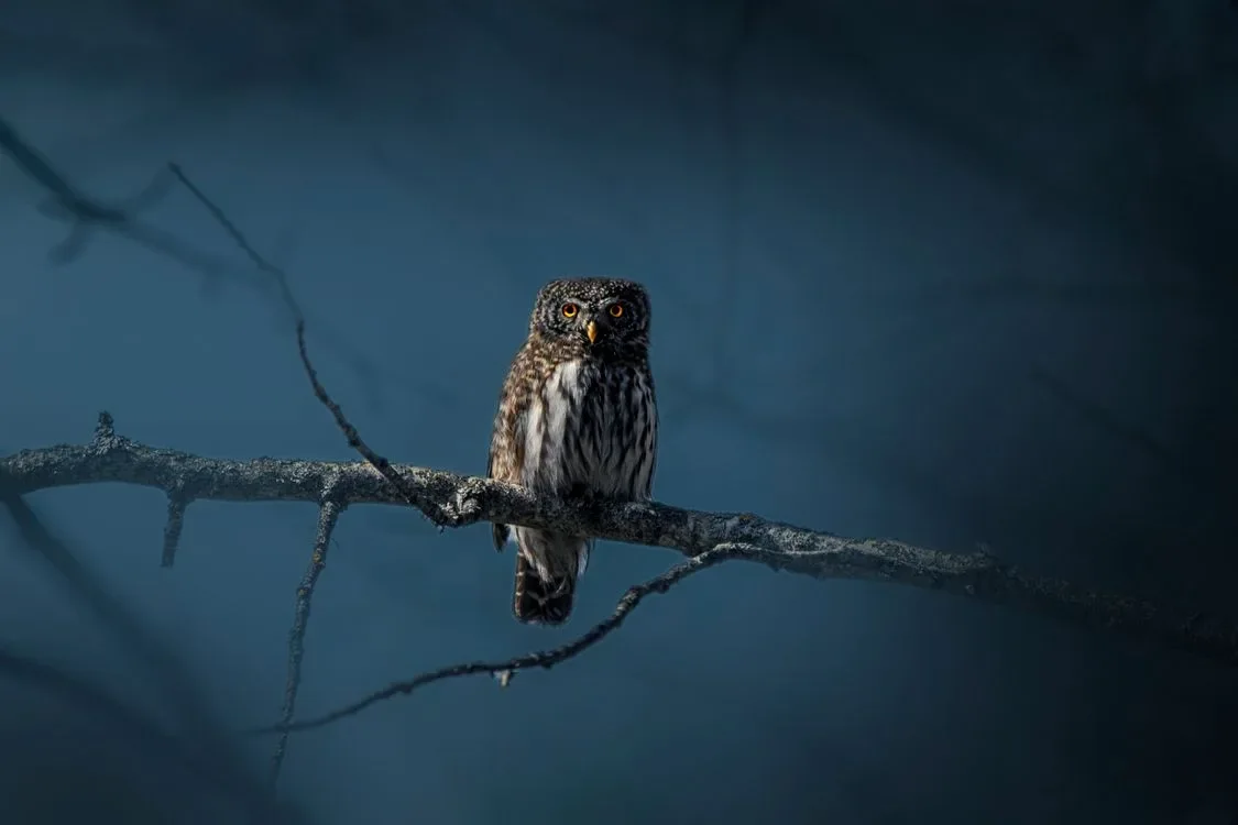 Why Do Birds Chirp at Night? Science and Spiritual Meanings