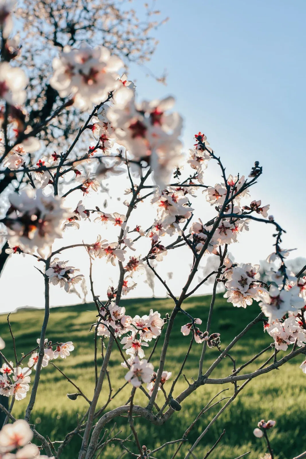 Cherry blossom branches over a green spring field
