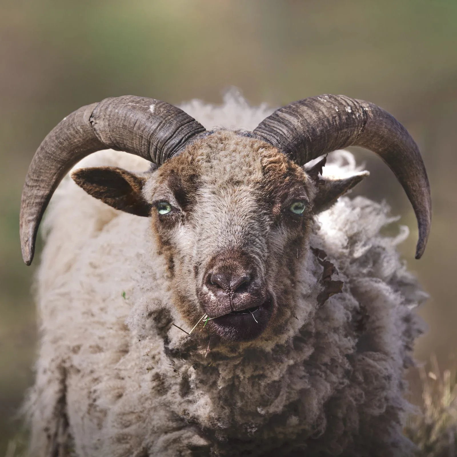April Star Sign: Aries or Taurus? Dates and What They Mean