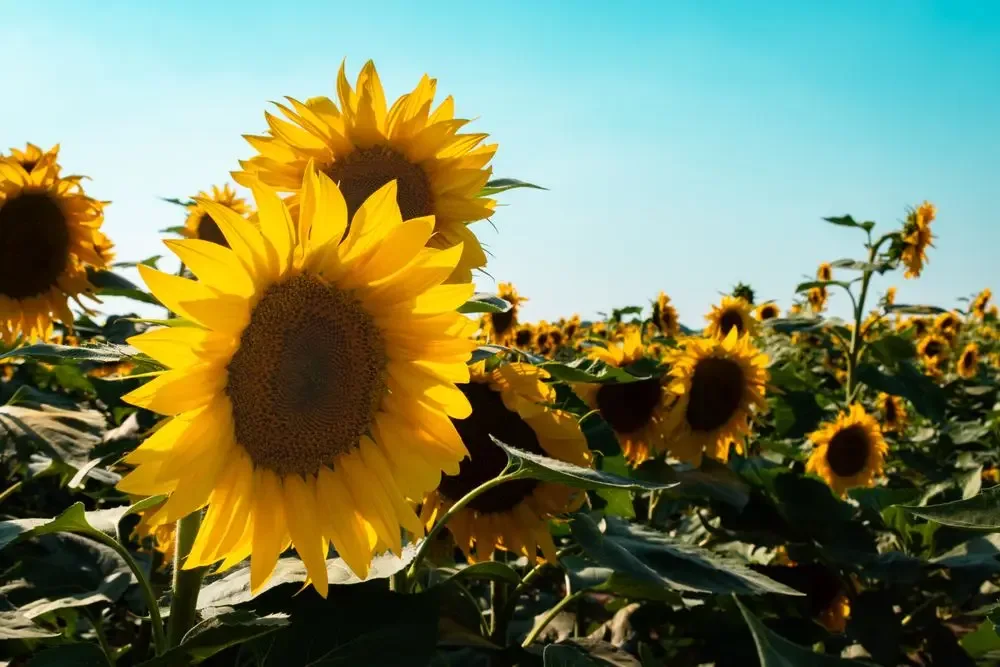 Sunflower in bloom against a blue sky, a plant that follows the sun