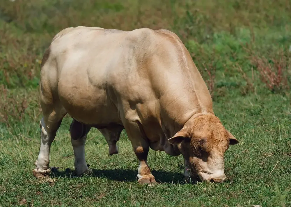 Bull grazing on a green pasture in spring, the animal tied to Taurus