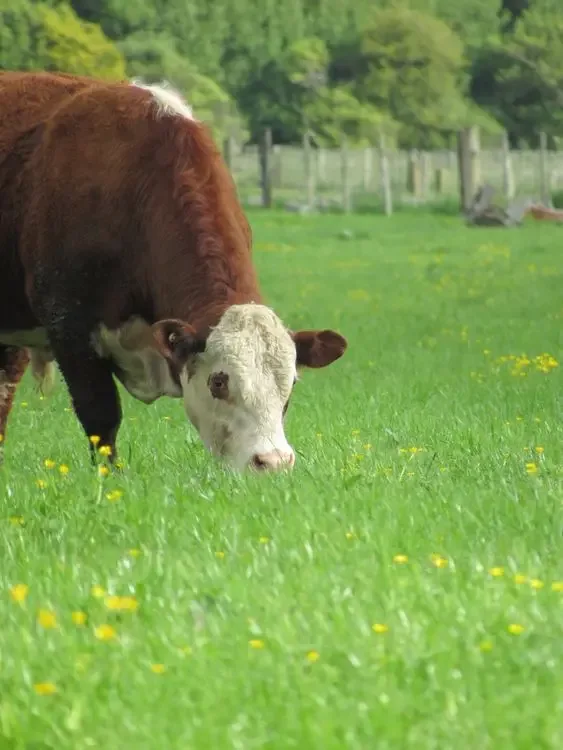 A bull standing in a meadow with dandelions