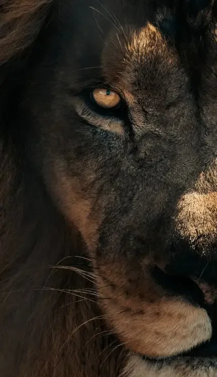 Portrait of a lion with a full mane, the symbol of Leo
