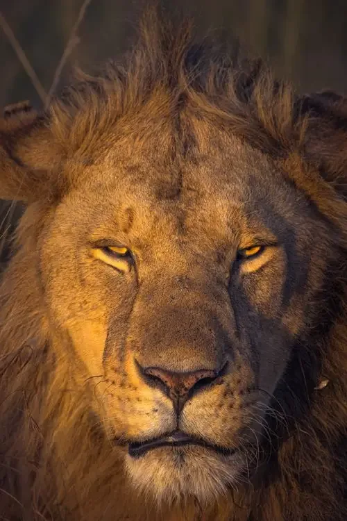 Leo Psychic Abilities: What Astrology Says About the Sign