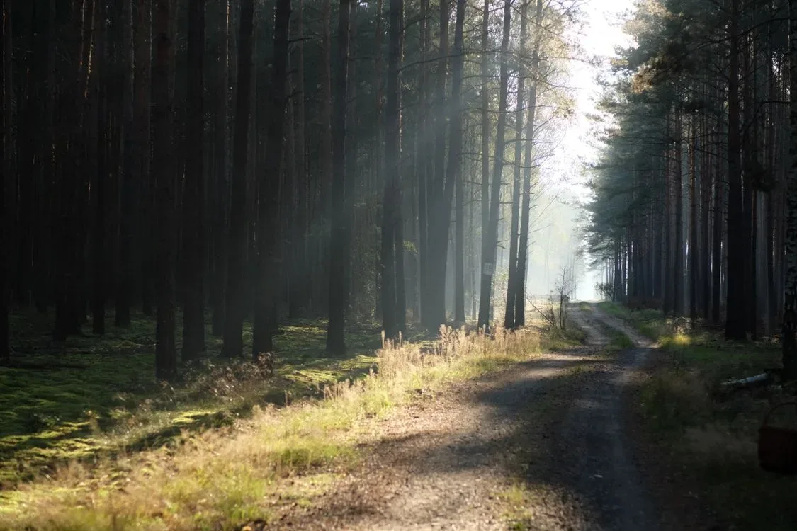 A quiet forest pathway in soft morning light