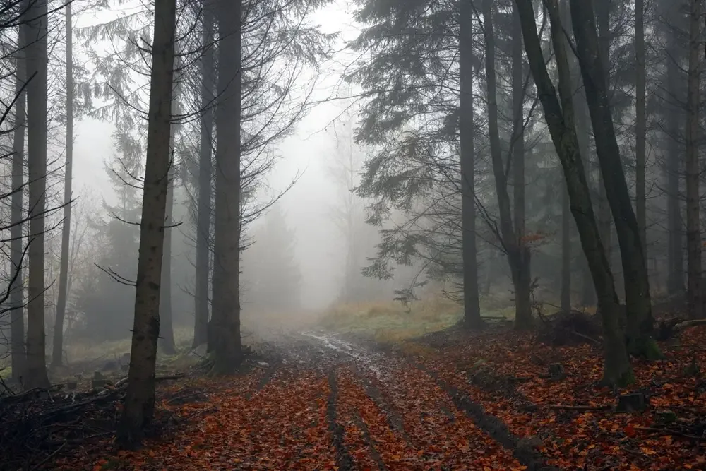 Misty autumn forest path covered in orange leaves