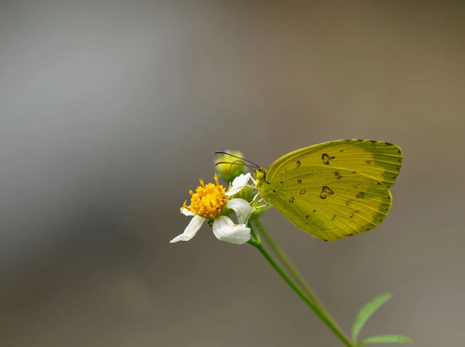 Yellow Butterfly Spiritual Meaning: Hope and Change