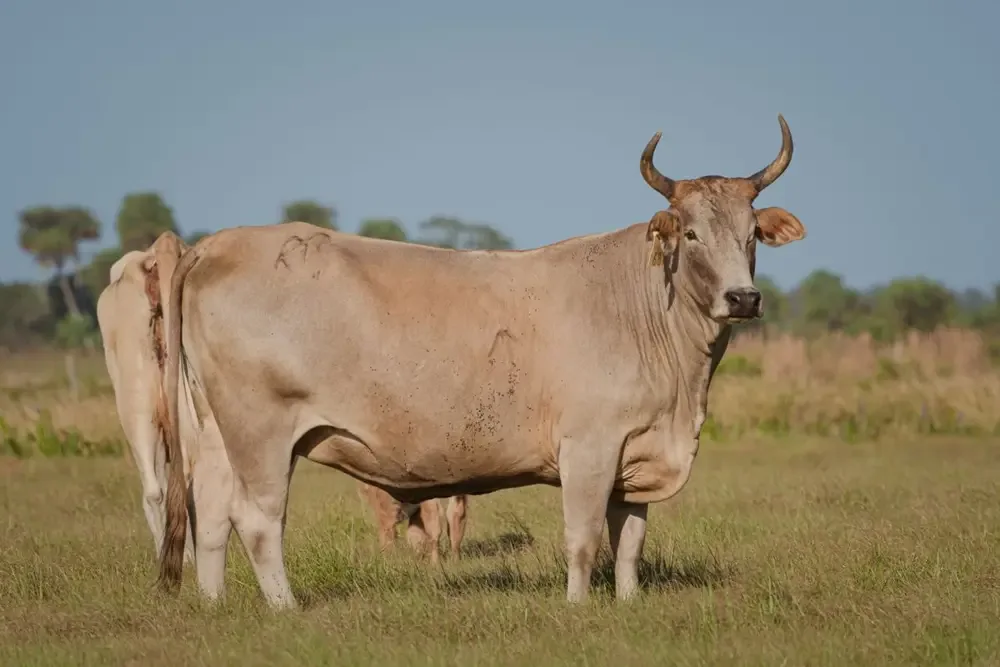 Brown bull standing in a green field under a blue sky