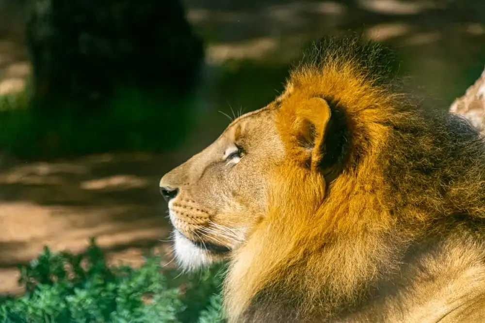 July 27 Zodiac Sign: Leo Traits, Decan and Tarot Card