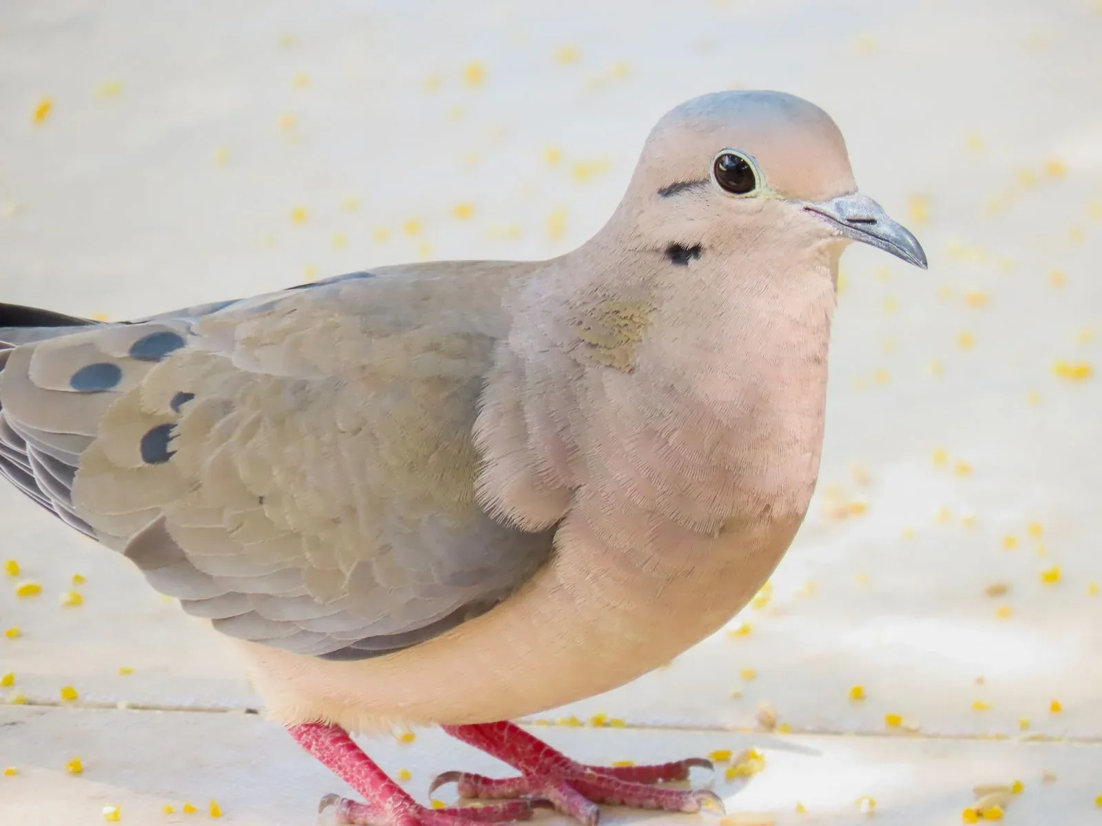 A close view of a mourning dove showing its soft brown plumage