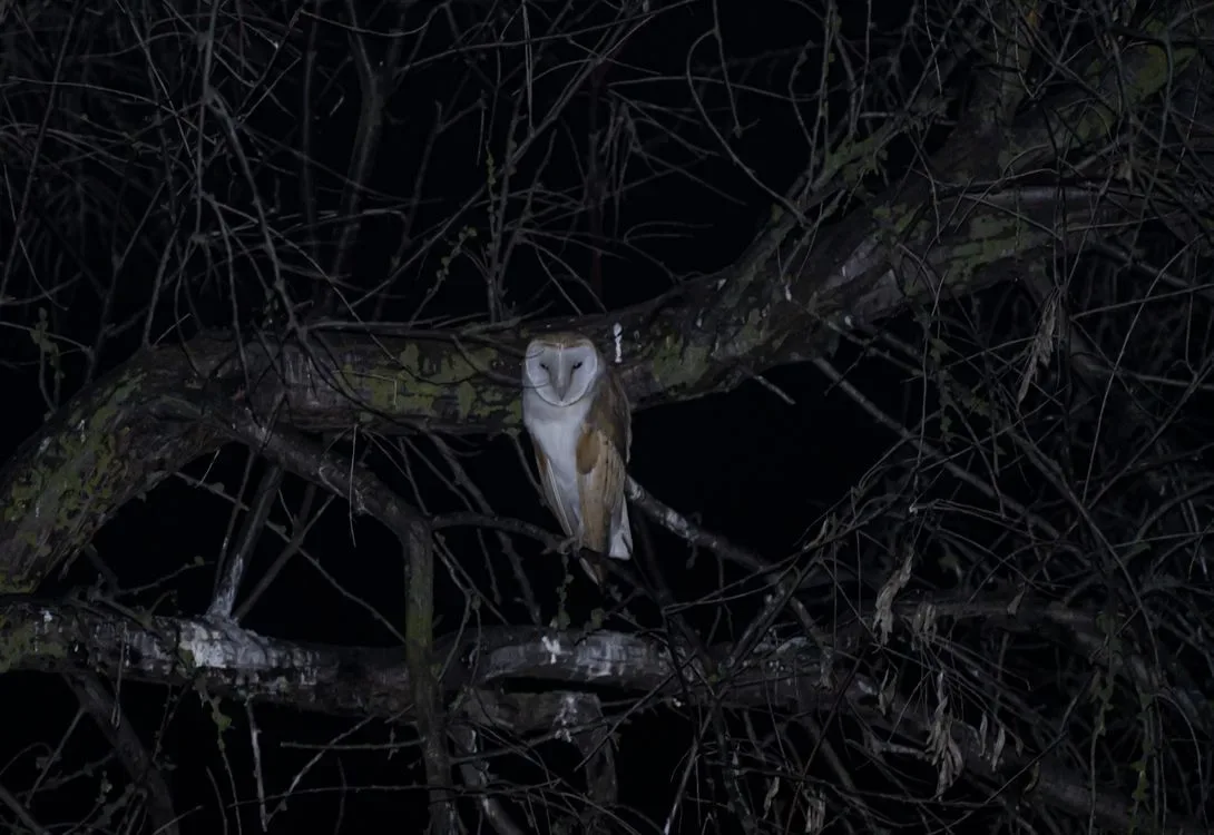 An owl perched on a branch in the dark of night