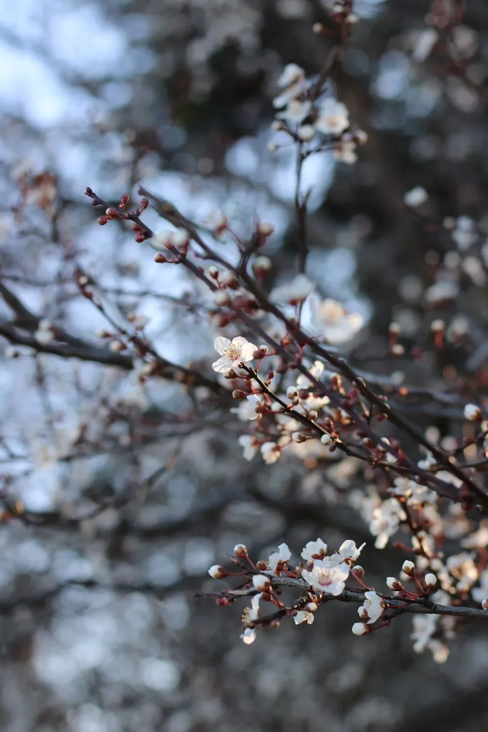 Plum blossoms on a branch in early spring light, the season of a March 31 birthday