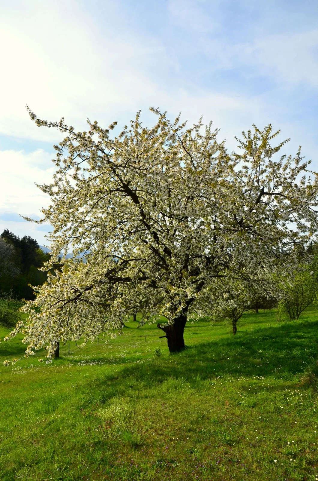 Cherry tree blossoming in a sunny spring meadow