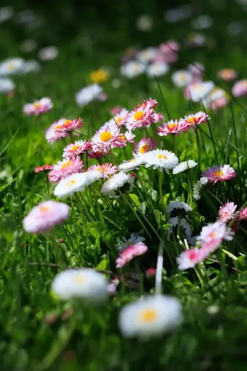 Spring wildflowers in a meadow, the season of Gemini