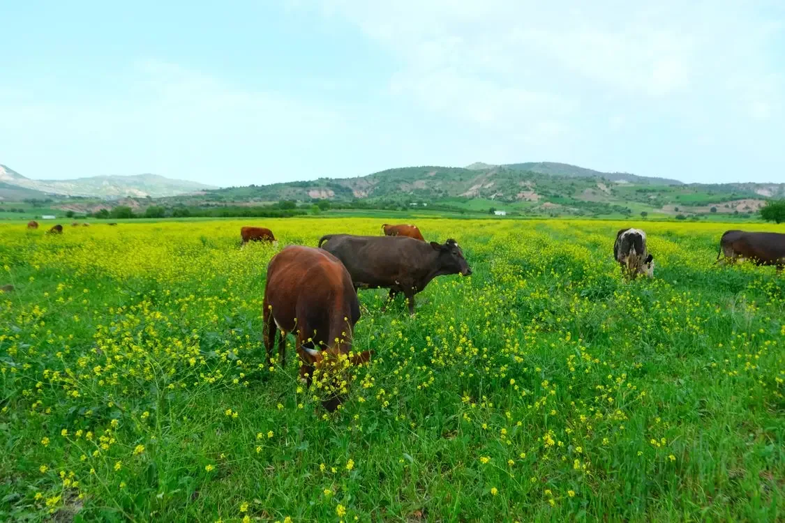 Cows grazing in a green spring pasture