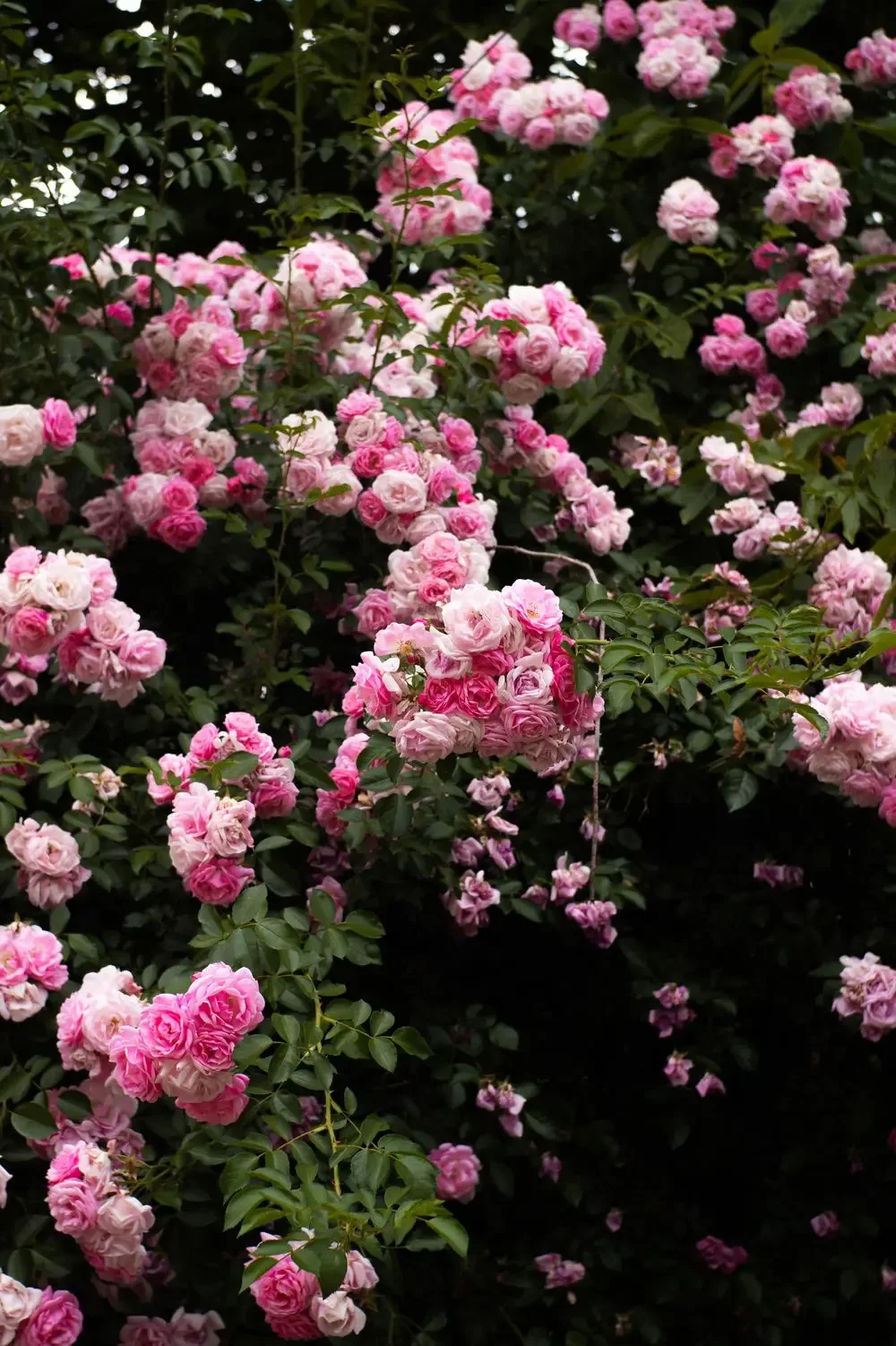 Pink roses in a spacious garden, a quiet spring scene