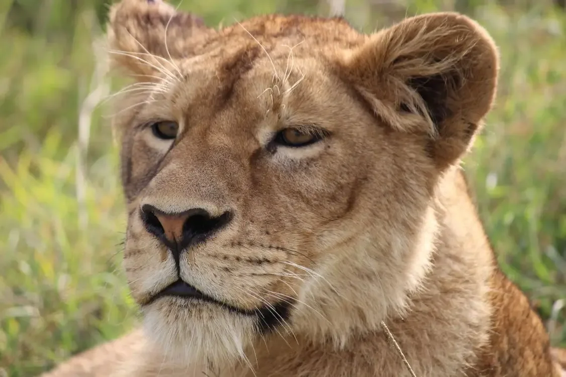 A lioness resting in golden light