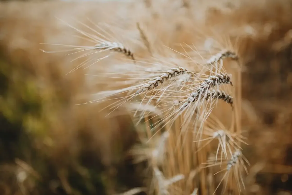 Wheat at harvest time, the season Virgo is named for