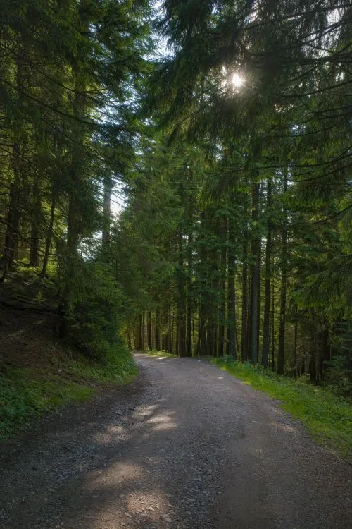 Sunlight filtering through tall trees onto a forest path