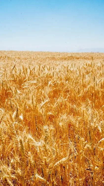 Golden wheat field under a clear sky, the harvest season of Virgo