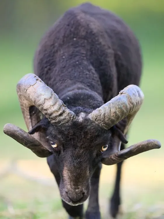March 28 Zodiac Sign: Aries Personality, Dates and Compatibility