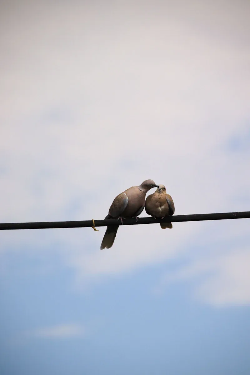 Two mourning doves sitting close together on a wire
