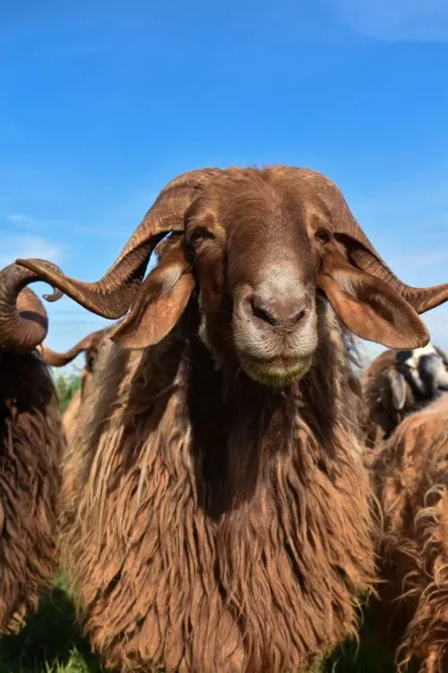 A ram with curved horns standing in a field