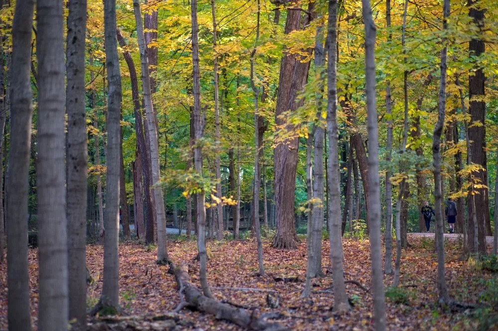 Autumn forest floor covered in fallen leaves, the season of an October 26 birthday