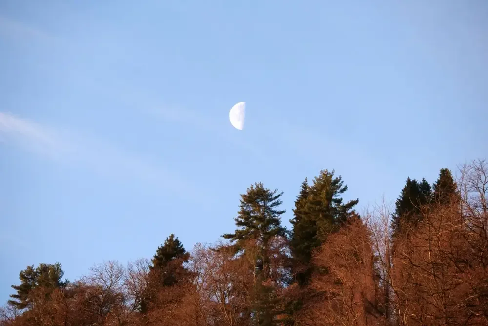 Half moon in a blue sky above autumn trees