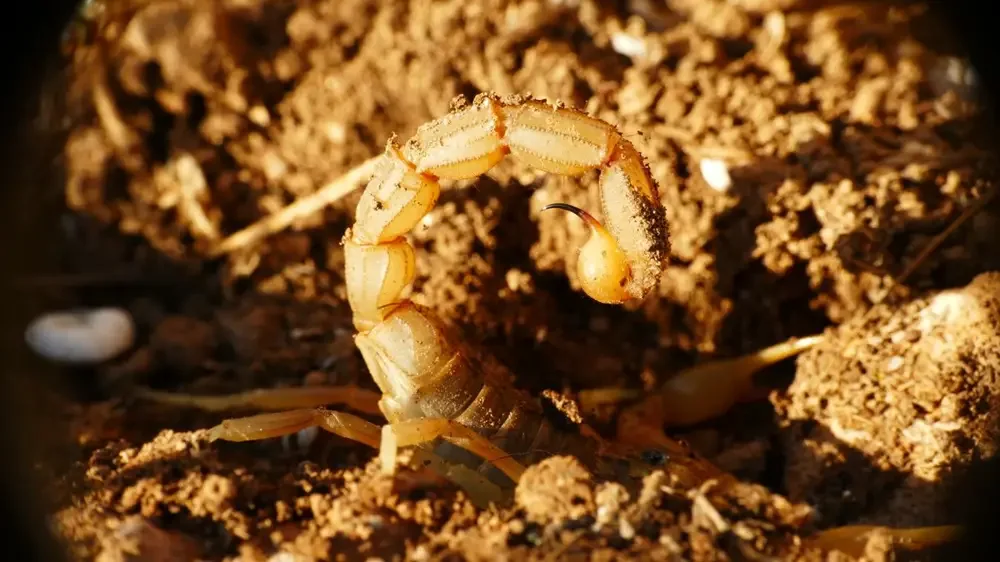 Close-up of a yellow scorpion on dry soil