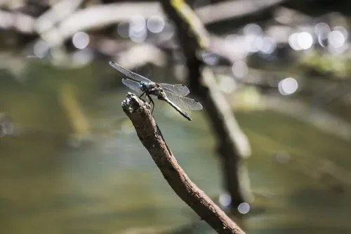 What Does It Mean When a Dragonfly Visits You?