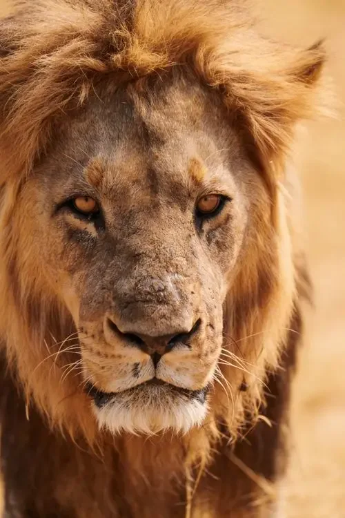 Leo Zodiac Dates: When Leo Season Starts and Ends