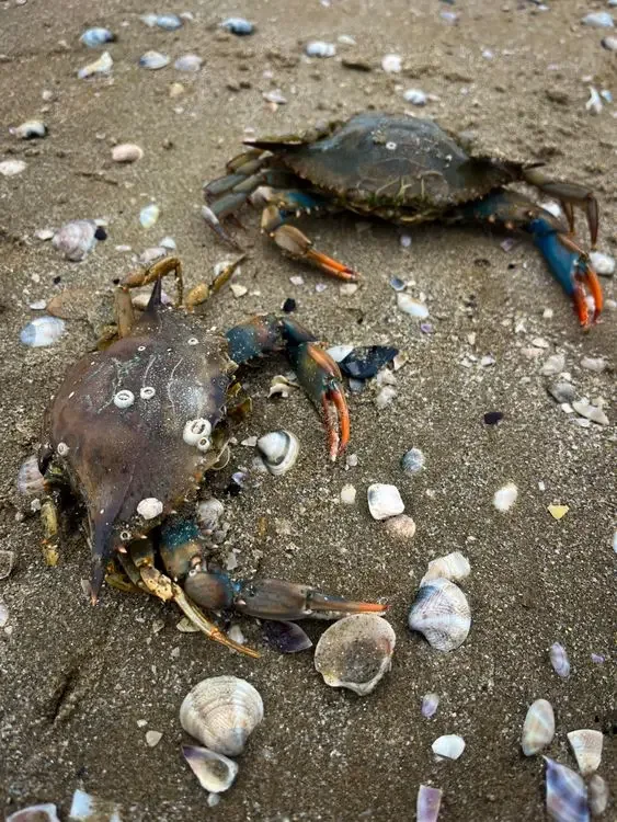 Shells and crabs on a beach, the shoreline symbol of Cancer