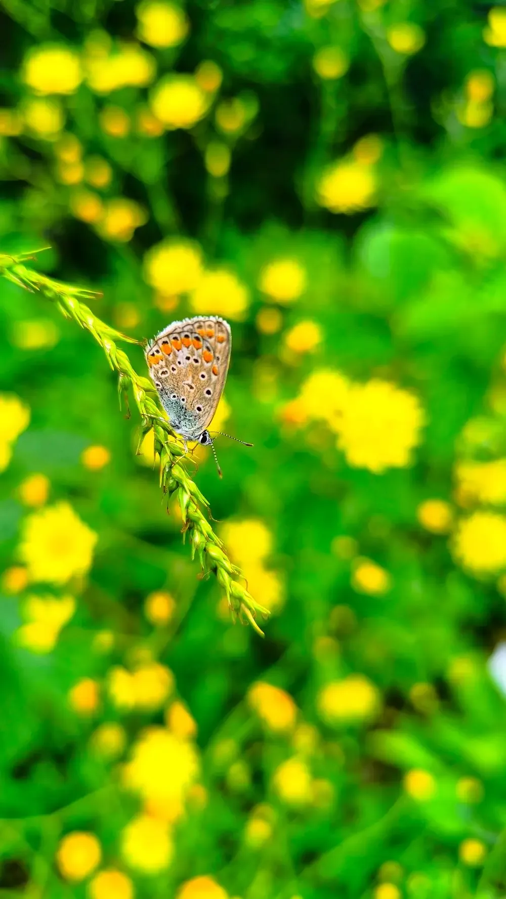 May 31 Zodiac Sign: Gemini Traits, Decan and Tarot Card
