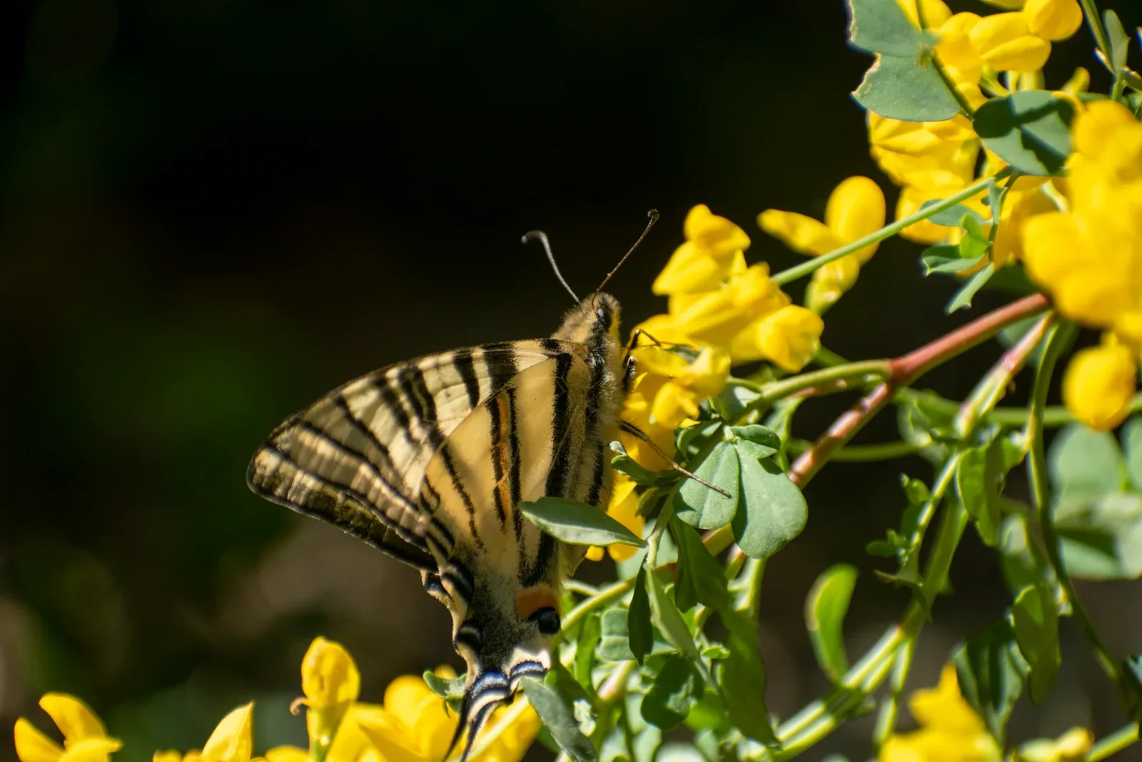 A yellow-and-black butterfly feeding among yellow blossoms