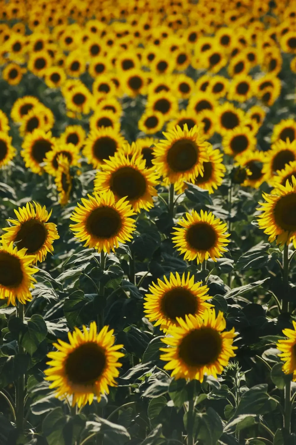 Field of sunflowers at golden hour, a late summer scene