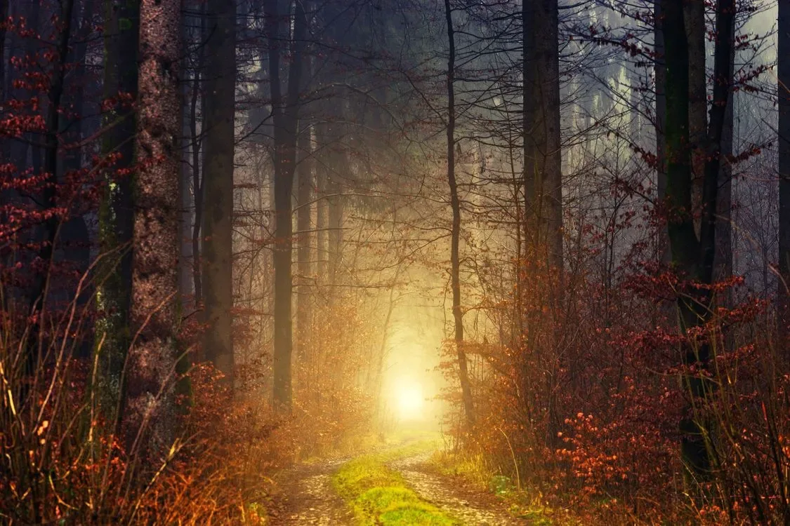 Bright sunlight breaking through a forest pathway at dawn