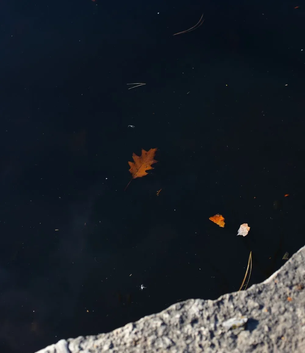 A dark water surface with a floating autumn leaf, a water sign image