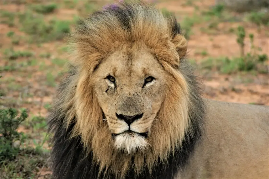 A lion standing on dry grass at the edge of the savanna
