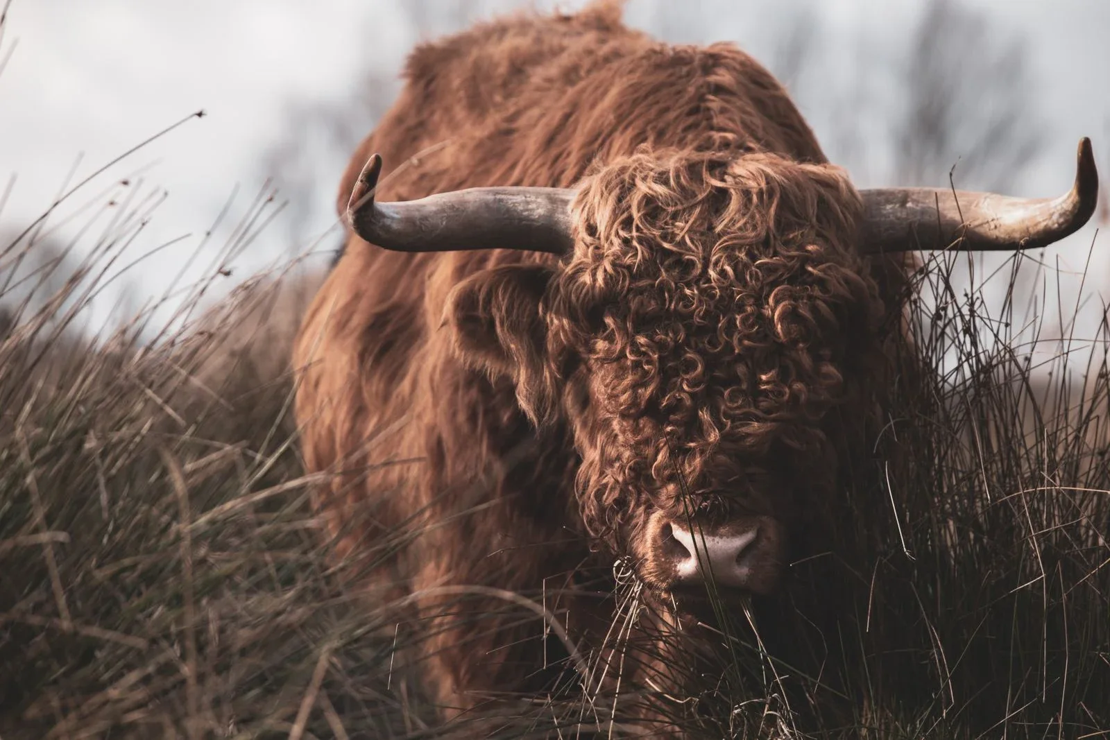 Taurus Personality: 7 Traits That Explain the Bull