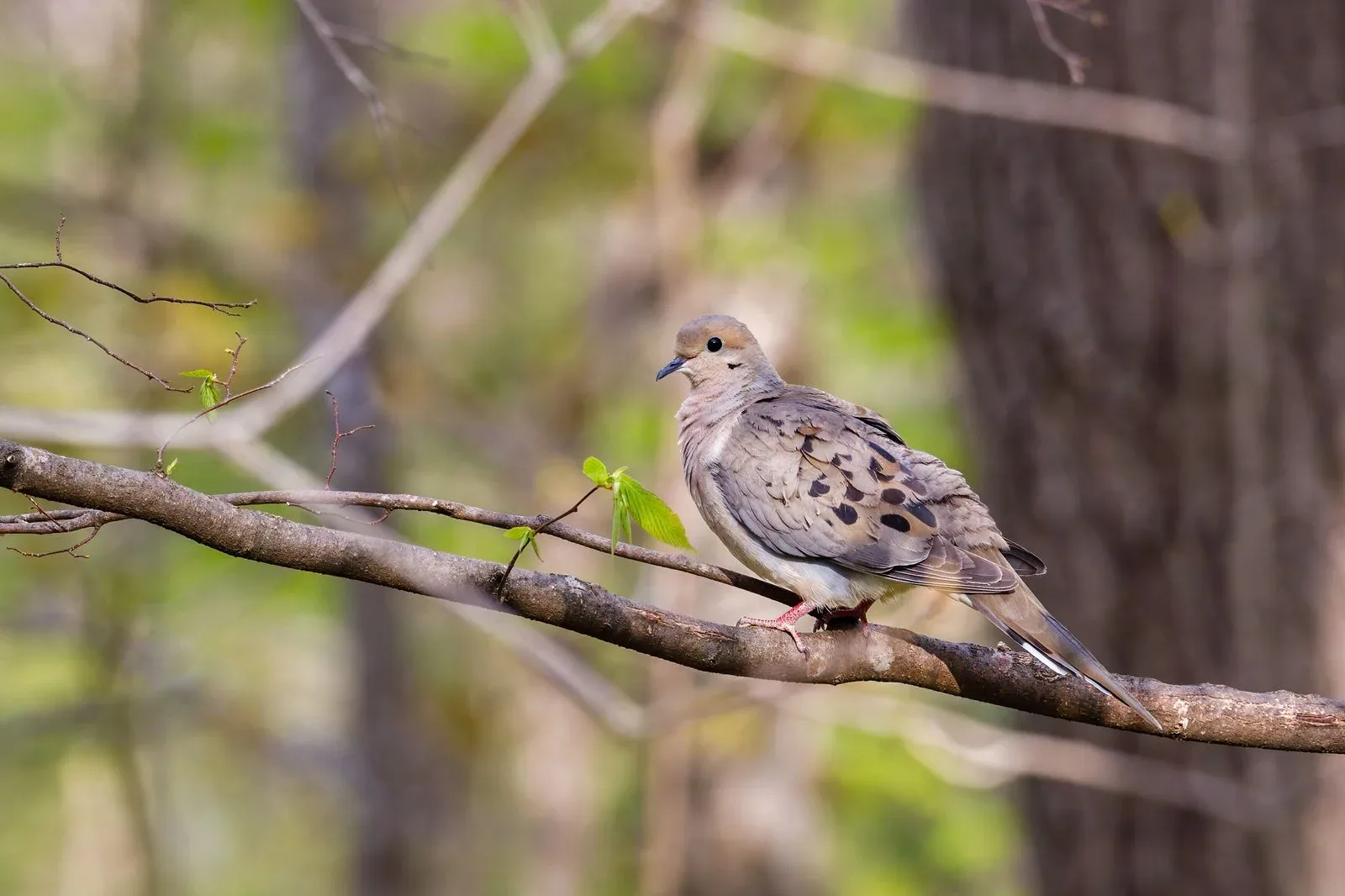 Mourning Dove Spiritual Meaning: Peace and Remembrance