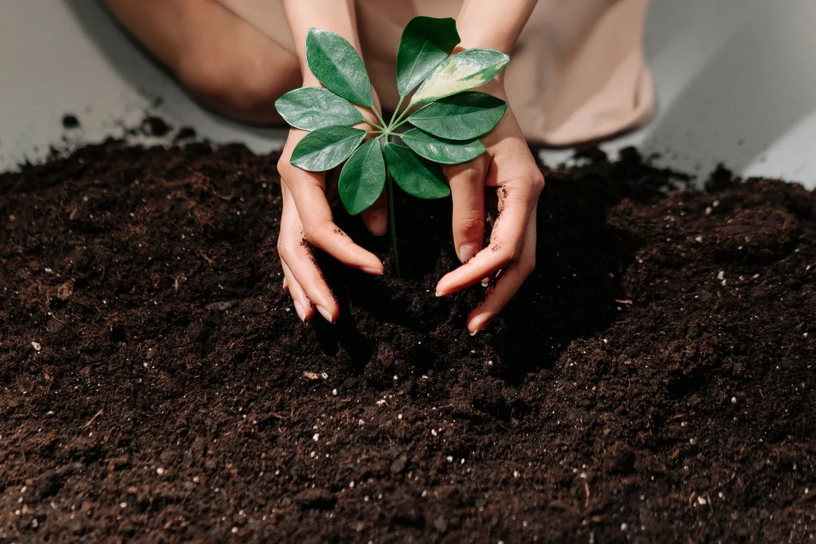 Hands planting a seedling in dark soil