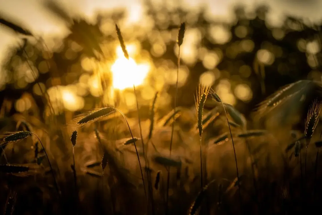 Golden wheat field in late summer, the season of the August 24 birthday
